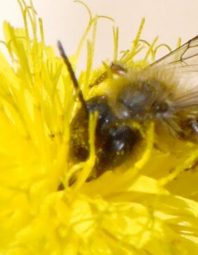 Réf. 249 457 : Andrena nigroaenea